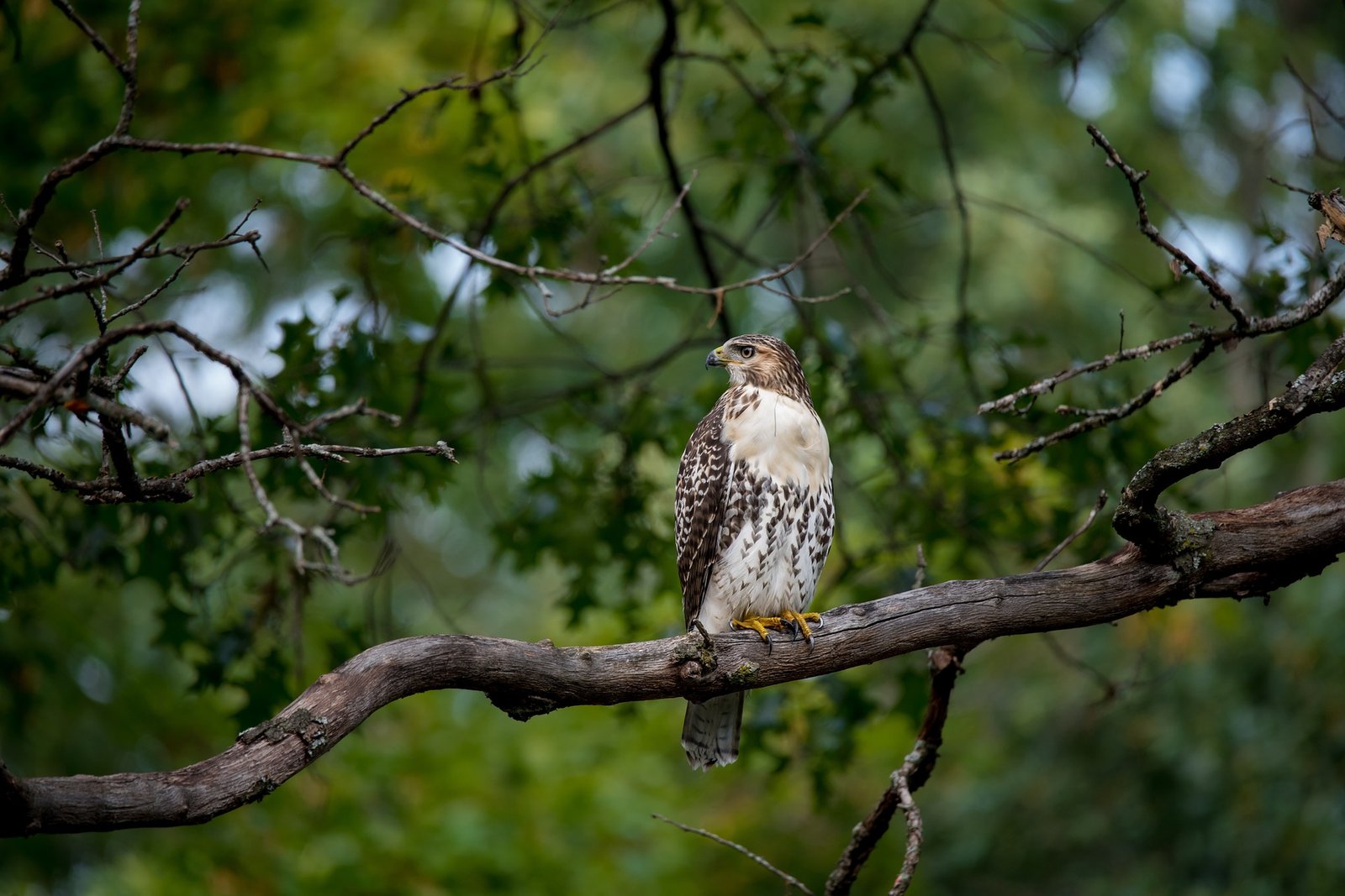 redtail-hawk-ge0a47c1de_1920