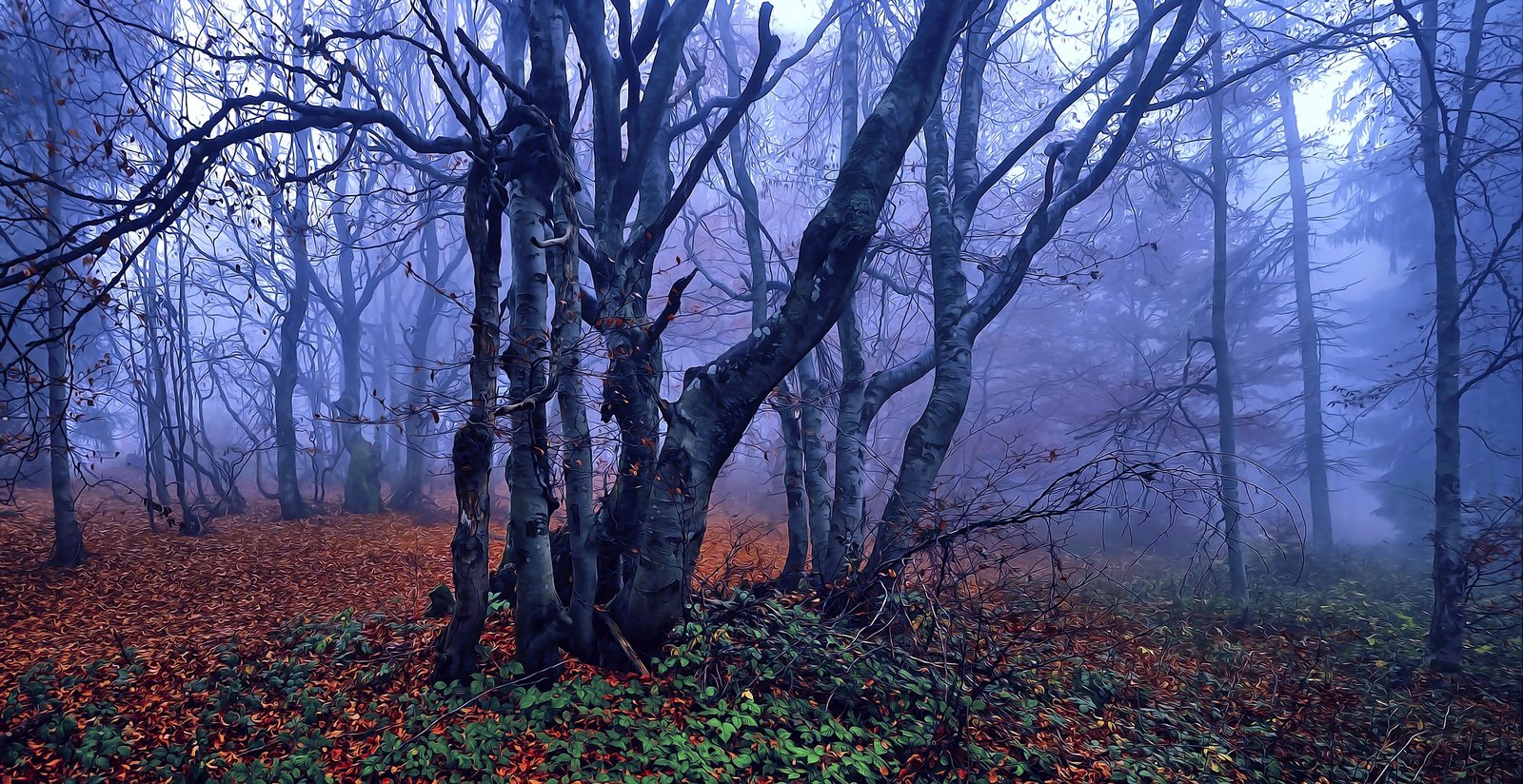 beeches-g423f57eec_1920